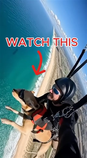 Dog Skydives Over Stunning Coastline