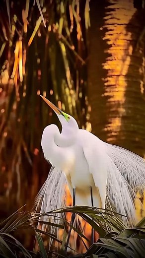 1K reactions · 93 shares | Wild Harmony Description: Strength. Grace. Freedom. Predators and birds in their natural rhythm — where power meets beauty. Protect nature — for in it lies the breath of life. Hashtags: #wildnature #naturebeauty #wildharmony #predators #birds #naturelovers #earthlove #protectnature | Tatyana Tanya | Facebook