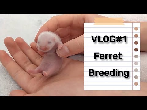 Ferret BREEDER Diary - #1 the MATING process