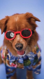 3.4K views · 38 reactions | Dogs are man's best friends. Watch the video and try not to laugh with many funny and double meaning words and quotes. #petlovers #dog  | Funny Quotes & Humor Sayings | Facebook