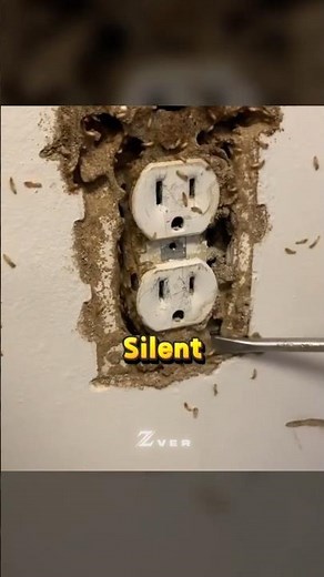 How Termites Eat Your House
