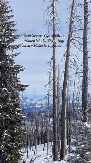 Winter in Wyoming is pretty epic. If you’re planning a trip to The Cowboy State, here are three things to do while you’re here in Wind River Country. 1. Book a guided snowmobile trip with Union Pass Rentals in Dubois. ❄️ 2. Visit Sinks Canyon State Park near Lander. You can snowshoe or book an underground cave tour. 3. Book a tour of the Wind River Tribal Buffalo Initiative and learn about — and see — bison in a snow-covered landscape. And honestly, that’s just the beginning. Head to www.windriv