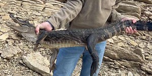 An alligator was caught on Norris Lake— what do Tennessee wildlife officers have to say?