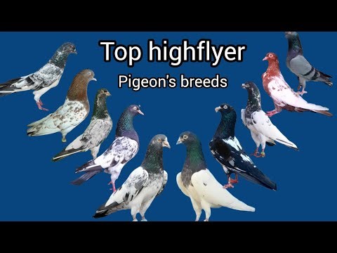 top highflyer pigeon's breeds | highflyer pigeons
