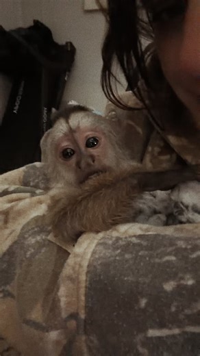 Capuchin Monkey Adoption: Find Warren a New Home