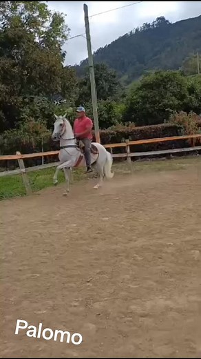 #caballos #viral #viral #ftypシ #ambato_ecuador🇪🇨🇪🇨 #chagras_x_herencia🐂🍻🤠😍 #santodomingo #equinos #ftpppppppppppppppppppppppp #guayaquil #bucay