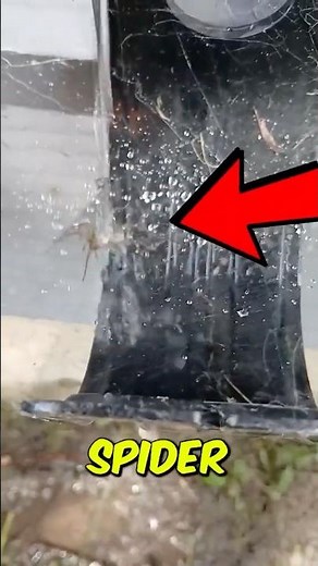 Cutest Spider Ever? Daily Shower Routine 😍