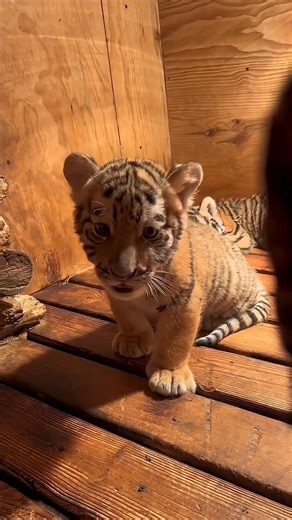 9.9K views · 1.4K reactions | Cute baby 﫶﫶﫶 | Tiger Lover | Facebook