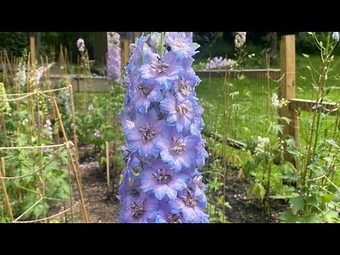 Staking And Supporting Your Delphiniums
