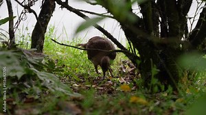 Weka bird from New Zealand’s South Island foraging for food