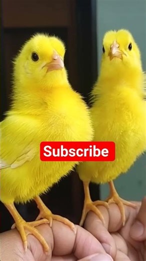 Wow cutie colour chicken video || chick baby cutie sound || murgi ke chuze ki awaz