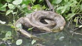 Burmese python died on a pond with a lot of tree nearby. Dangerous...