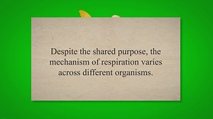 Mechanism of Respiration in Humans Insects and Birds