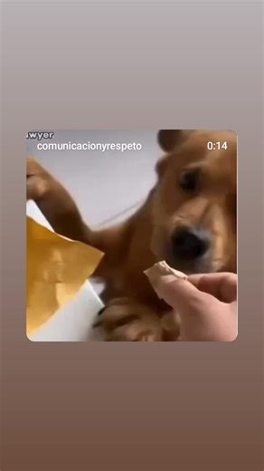 Timmy Tim West (@timmy.tim.west)’s video of Dog Snitches On Other Dog