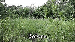 35 reactions · 3 comments | The land around our electricity substation at Ilketshall has been transformed for local wildlife after a pond was restored to allow Great Crested Newts to potentially breed there. Read the full story https://bit.ly/2QcbDbr | UK Power Networks | Facebook