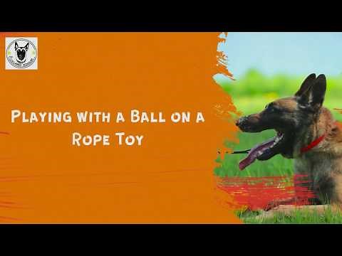 How to Play with a Ball on a Rope Toy with Your Dog