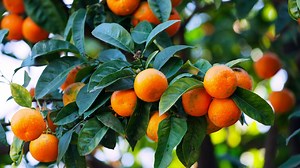 ¿Cómo cultivar un mandarino en casa? Consejos para que crezca sano y dé muchos frutos