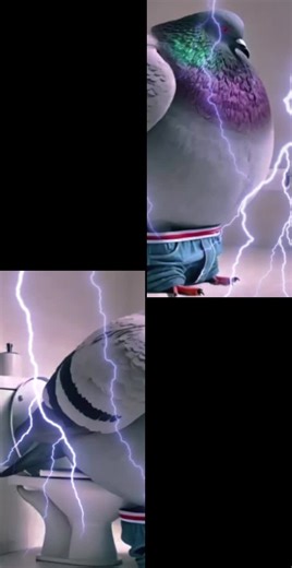 Funny Pigeon Moments on the Toilet