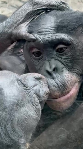 For bonobos, grooming plays a key role in building and maintaining strong social bonds. It helps reduce stress, reinforce friendships, and support cooperation within the group. Time spent grooming strengthens trust and communication—important ingredients in the peaceful, highly social lives bonobos are known for. At the Cincinnati Zoo, observing grooming behavior offers a window into bonobo relationships and social structure, reminding us how connection and cooperation are essential in their wor