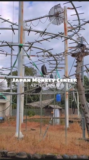Discover the Japan Monkey Center in Aichi