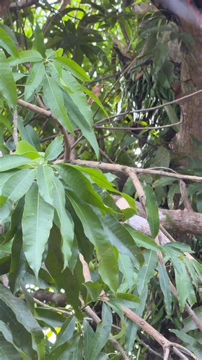 I often tell people, here in the Philippines, carrying a bolo, itak, or machete isn’t just about work… it’s part of life. In the provinces, these blades are used every day - to harvest crops, clear land, or build homes. What many don’t realize is that our famous Filipino knife and sword fighting arts were born from this daily life. The same tools used for farming became the very weapons that shaped our martial heritage - efficient, practical, and deeply respected. The itak is more than steel — i