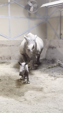 Southern white rhino calf born at Fresno Chaffee Zoo