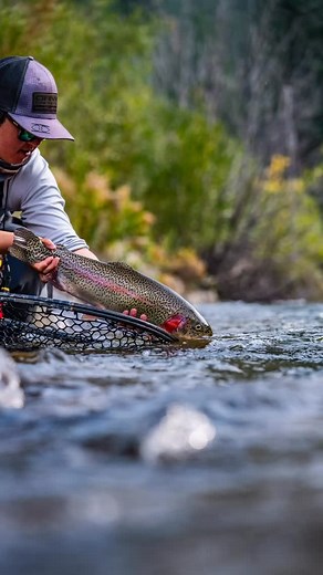 Fly fishing in Colorado doesn’t get much better than this!! #troutbum #flyfishing #colorado #rainbowtrout #trout #fishingtrip #tightlines #angler #flyfishcolorado #flyfishingjunkie #troutporn #troutfishing #streamer #fishphotography #womenonthefly #fishon | Colorado Fly Fish