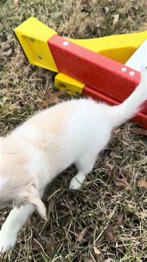 Minisplit install, with my puppy helper