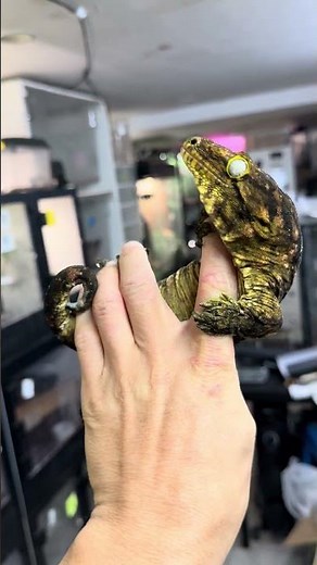 Darth maul line male. #gecko #reptiles #leachianus