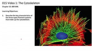 015 Video 1 The cytoskeleton