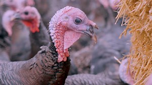 2.9K views · 122 reactions | In England, all poultry and captive birds must now be moved inside to minimise the spread of the worst bird flu outbreak ever ‍閭 If you eat eggs or poultry, it's still important to choose higher welfare - find out why and learn more about avian flu: https://bit.ly/3t5YujI | RSPCA (England & Wales) | Facebook