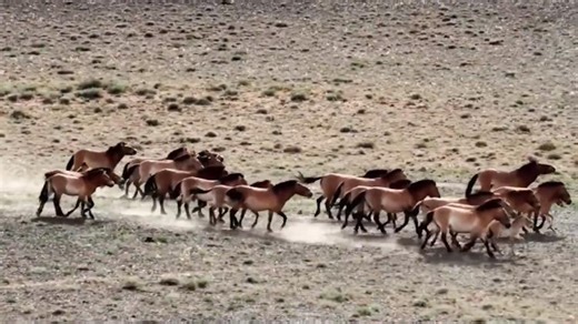 China's Przewalski's horse population tops 900