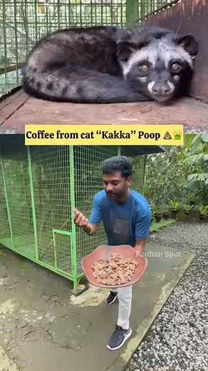 10K views · 73 reactions | Cat Poop  Coffee  | ச்சீசீசீ கருமம்...