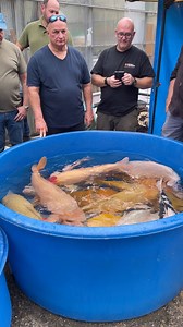 These Japanese Koi Fish are the size of a car! 😲 #koi #koifish #japanesekoi #japan #carp #fitzfishponds | Yvo - The Koi Partner