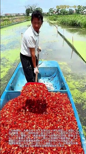 真っ赤な海 この巨大なザリガニの収穫を見るのは至福のひととき：ザリガニ養殖の驚くべきリズム 高効率飼料ハック カメ養殖におけるザリガニの再利用