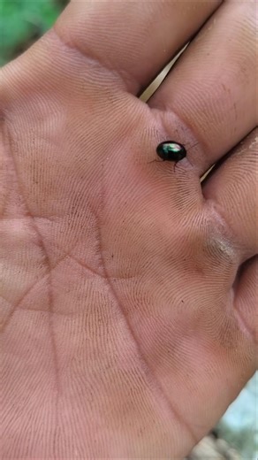 A cute metallic beetle#beetle#insects#unique#nature#shortinsect