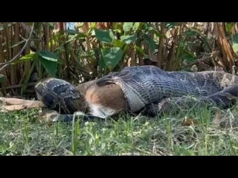 Burmese Python's Wild Deer Regurgitation in Florida!