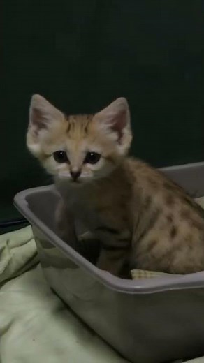 Welcoming New Sand Cats to The Zoo! | The Zoo