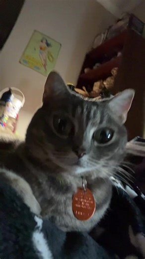 I am too amused at her expense. I love you, Evie! 🤣 #EvieESAKitty #catsoftiktok #gottaloveher