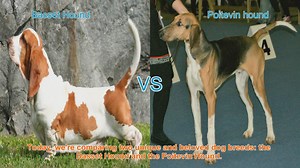 Basset Hound vs. Poitevin Hound: A Comprehensive Comparison