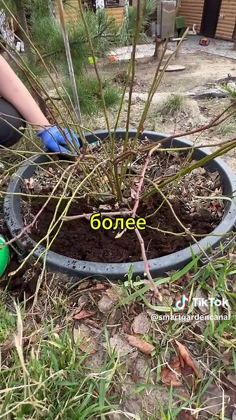 SmartGardenCanal (@smartgardencanal) - Урожай голубики удивит! #голубика