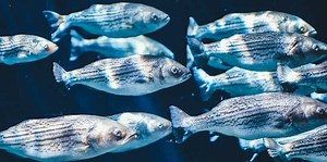 CHANGING CLIMATE CREATES MORE NOISE IN THE OCEANS