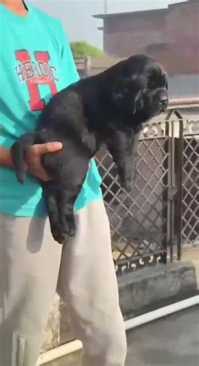 Puppy for sale 74148 39005 #sorts #dogforadoption #dogforsales #rajasthan #puppyforsale #puppyvideos