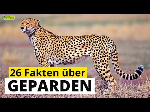 26 spannende Steckbrief-Fakten über Geparden - Doku-Wissen über Tiere - für Kinder
