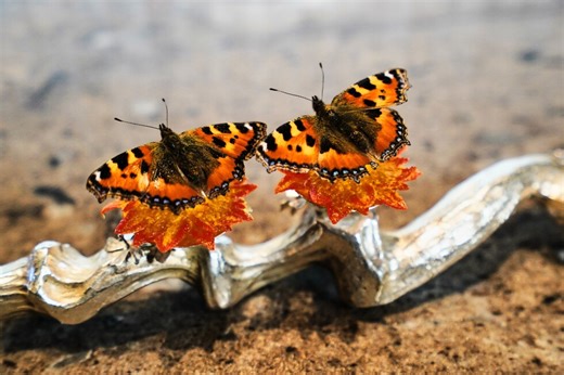 Denmark is set to explore if gastronomy can be recognized as an art form