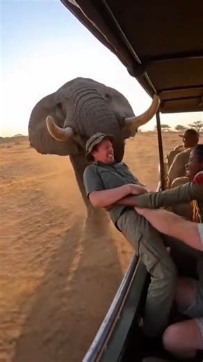 Wild Animals Series The Hungry Elephant, hunting for prey.