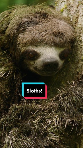 Up Close with Amazing Sloths | Wildlife Encounters