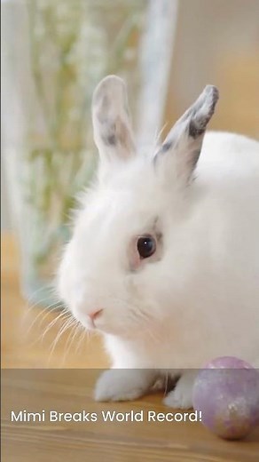 Exploring the Wonders of Wildlife: Rabbits #wildlife #animals #animallife #facts #wildliferescue