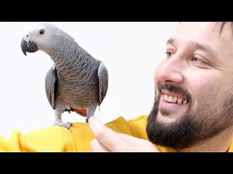 10 Creatures That Are Evolving Into Humans