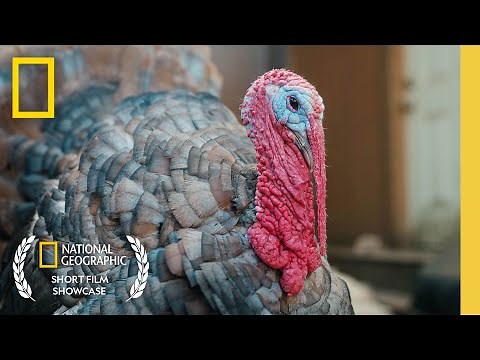 Meet Fred the Tap-Dancing Turkey | Short Film Showcase | National Geographic